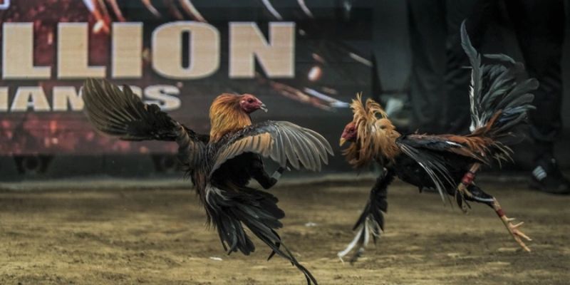 Chọi kê gắn cựa sắt phổ biến