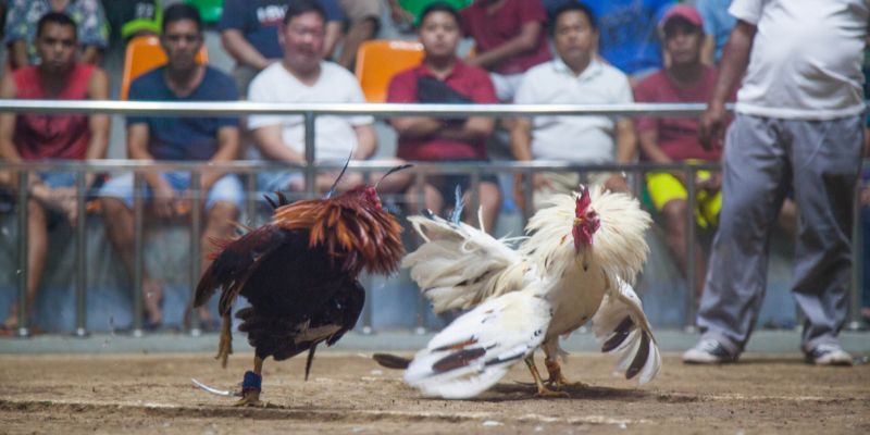 Đá gà Thomo là tâm điểm nhiều người theo dõi