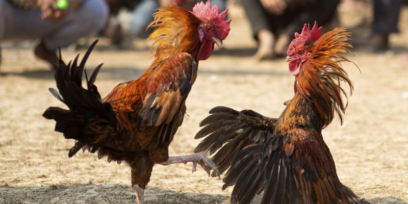 Bộ môn đá gà Thomo khét tiếng