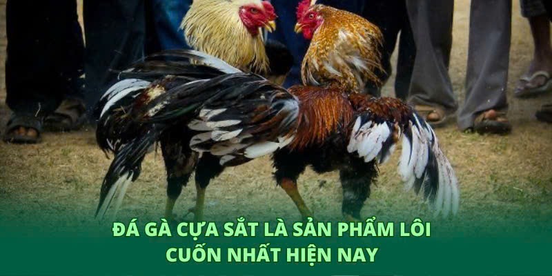 Người tham gia có thể giải trí theo trận đấu cựa sắt