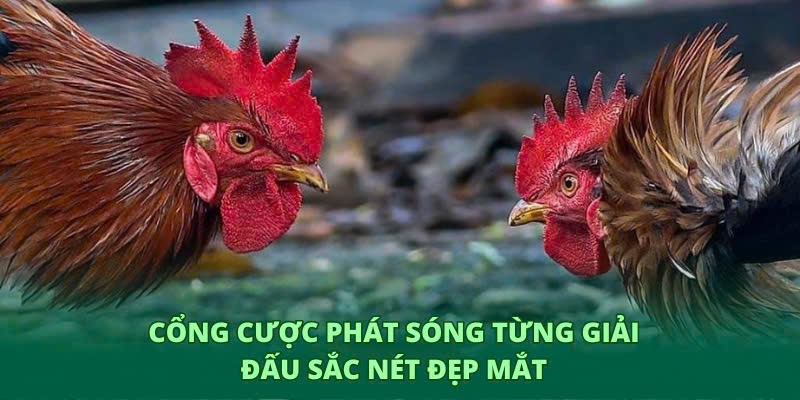 Sảnh cược có hệ thống phát sóng sắc nét